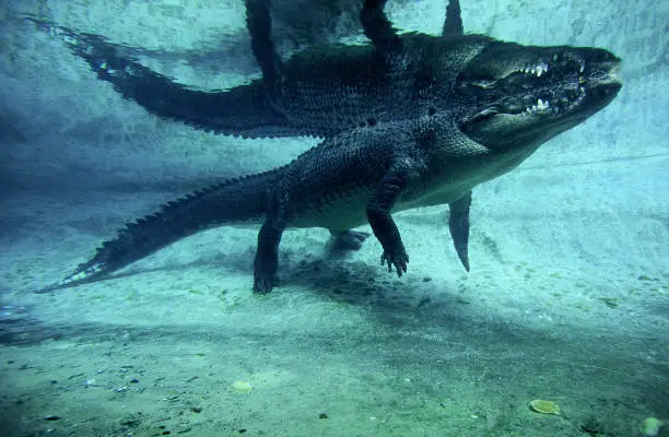 Photo of Australian Saltwater Crocodile or Estuarine Crocodile, crocodylus porosus, Adult standing in Water, Australia