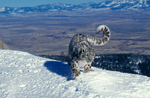 leopardo delle nevi o oncia, uncia uncia, adulto in piedi sulla neve - snow leopard foto e immagini stock