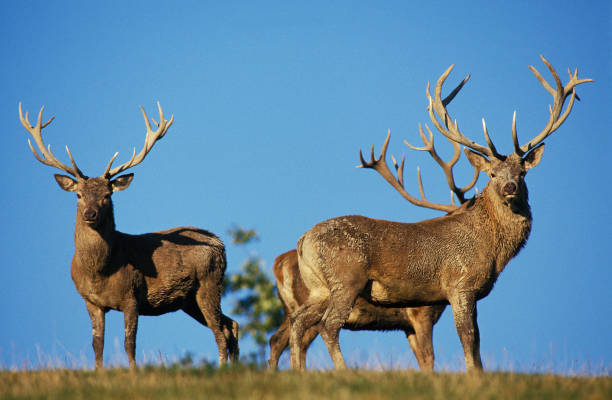 istock Red Deer, cervus elaphus, Group of Males against Blue Sky 1251468405
