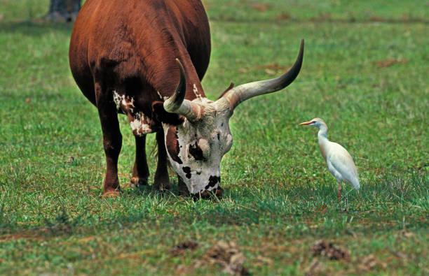 istock Longhorn Cow with Cattle Egret, bubulcus ibis 1251468421