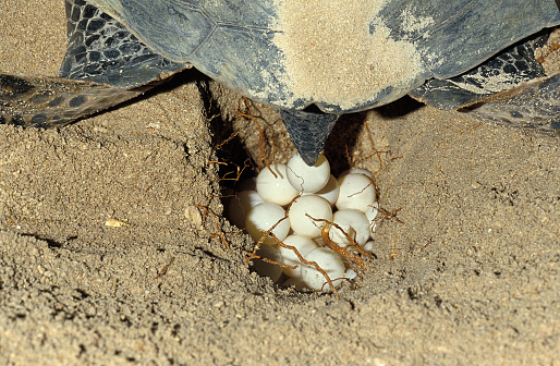 Green Sea Turtle, chelonia mydas, Female Laying Eggs in Nest on Beach, Malaysia