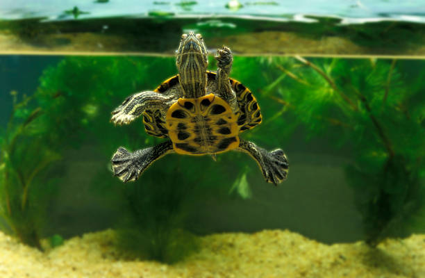 istock Red Eared Terrapin, trachemys scripta elegans, Adult in Aquarium 1251468432