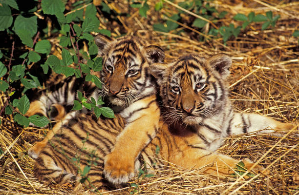 istock Sumatran Tiger, panthera tigris sumatrae, Cub standing on Dry Grass 1251468442