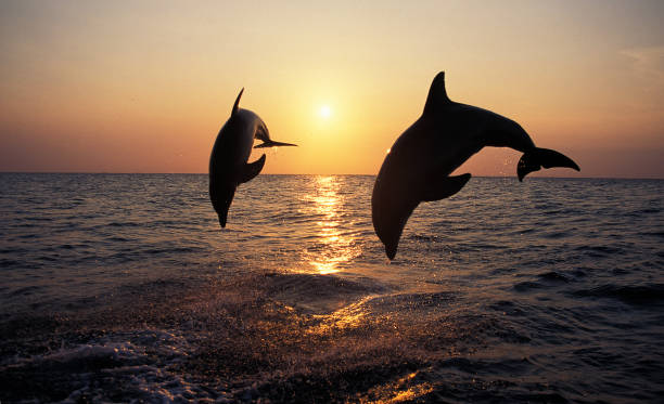 bottlenose dolphin, tursiops truncatus, dorośli skaczący o zachodzie słońca, honduras - two dolphins zdjęcia i obrazy z banku zdjęć