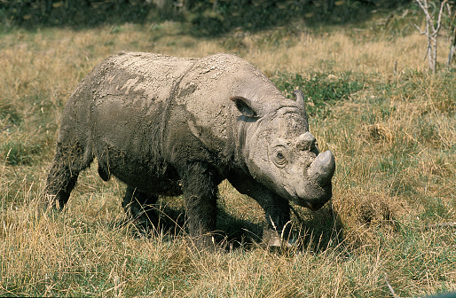 Sumatran Rhinoceros, dicerorhinus sumatrensis, Adult standing on Grass