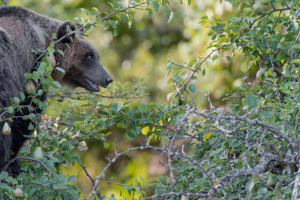 istock The Marsican brown bear (Ursus arctos marsicanus) 1251468825