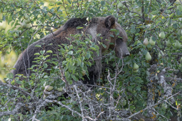 istock The Marsican brown bear (Ursus arctos marsicanus) 1251468831
