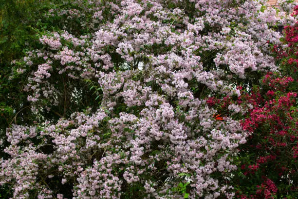Photo of Flowers of a beauty bush, also called Kolkwitzia amabilis, Kolkwitzie or Perlmuttstrauch