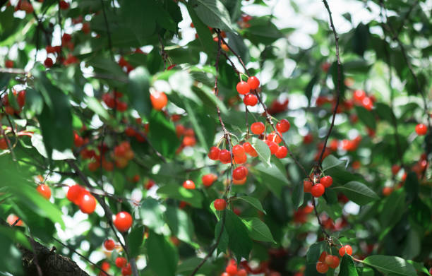 istock Cherry tree . Red ripe berries on the branches. Ripe cherry under the leaves. 1251470122