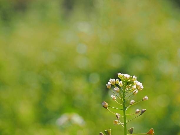 istock edible flower nazuna Capsella bursa-pastoris, 1251470176