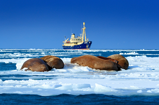 Arctic cruise in ice. The walrus, Odobenus rosmarus, stick out from blue water on pebble beach, blurred boat in background, Svalbard, Norway. Vessel in ocean, winter nature tour. Animal in snow.