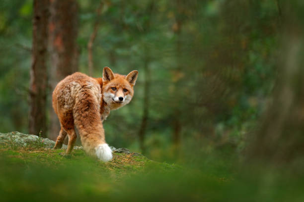 Fox in green forest. Cute Red Fox, Vulpes vulpes, at forest with flowers, moss stone. Wildlife scene from nature. Animal in nature habitat. Fox hidden in green vegetation. Animal, green environment. stock photo