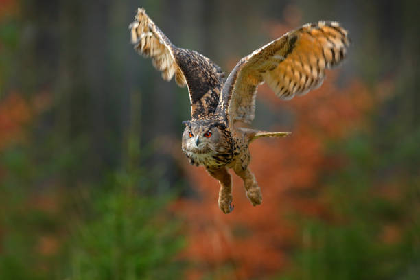 istock Flying Eurasian Eagle Owl, Bubo bubo, with open wings in forest habitat, orange autumn trees. Wildlife scene from nature forest, Sweden. Animal in fall wood. 1251470396