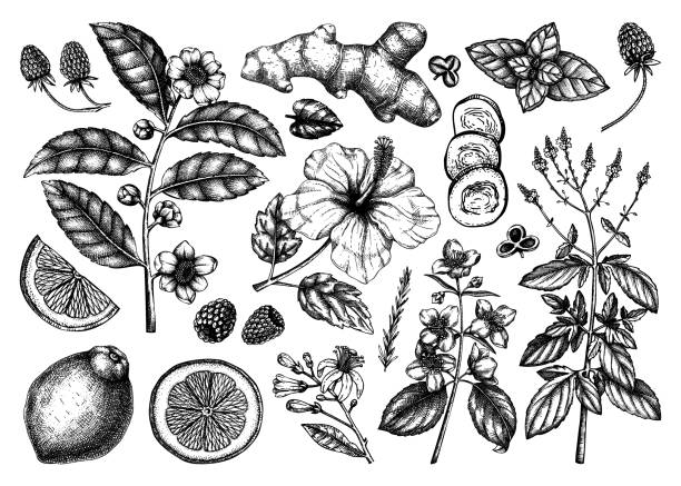 коллекция сухофруктов «преобразовано» - ginger tropical flower flower plant stock illustrations