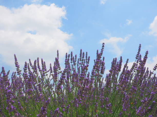 istock full blooming lavender flowers daytime landscape 1251470686