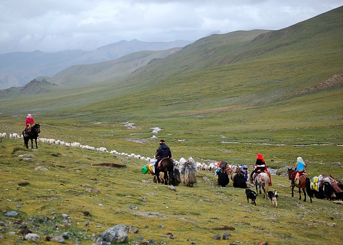 Tibetan nomads moving their herds of sheep and yak to alpine pastures