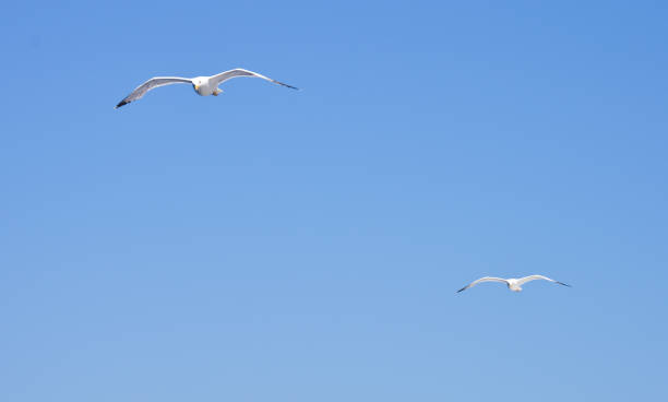 istock Pair of seagulls flying, clear blue sky background 1251470967