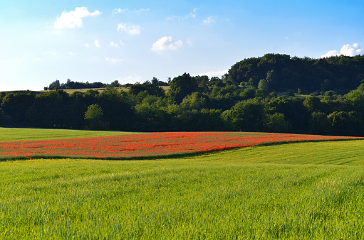 flowering red poppy in a rapeseed field in the Rhön