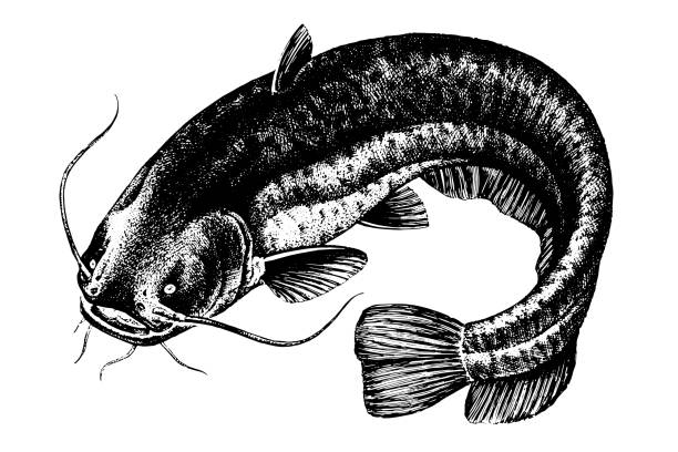Catfish, Fish collection Catfish, Fish collection. Healthy lifestyle, delicious food. Hand-drawn images, black and white graphics. catfish stock illustrations