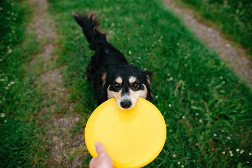 Man trying to take back the yellow frisbee from a spaniel.