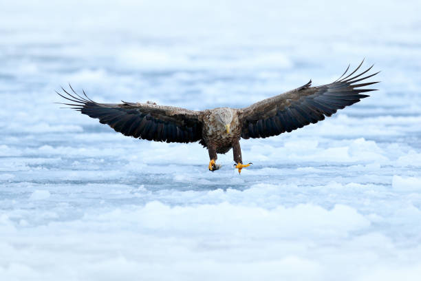 eagle fly landing above the sea ice. winter scene with bird of prey. big eagles, snow sea. flight white-tailed eagle, haliaeetus albicilla, hokkaido, japan. action wildlife scene with white cold ice. - snowing eagle white tailed eagle cold imagens e fotografias de stock