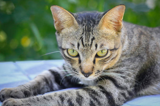 Portrait of a European tabby cat. Animal photography. Pet photography