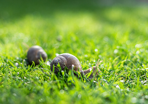 Two snails crawling on green grass in the garden in sunny day