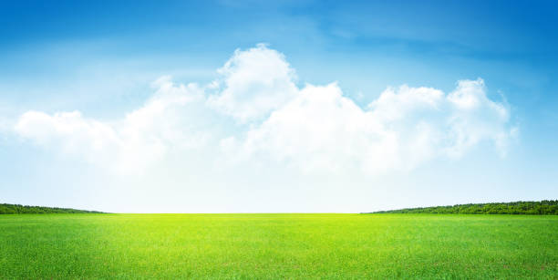 istock Green grass field and clear blue sky 1251474010