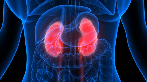 istock Human Urinary System Kidneys Anatomy 1251474070