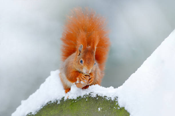 istock Squirrel with big orange tail. Feeding scene on the tree. Cute orange red squirrel eats a nut in winter scene with snow, Czech republic. Wildlife scene from snowy nature. Animal cold behaviour. 1251474092