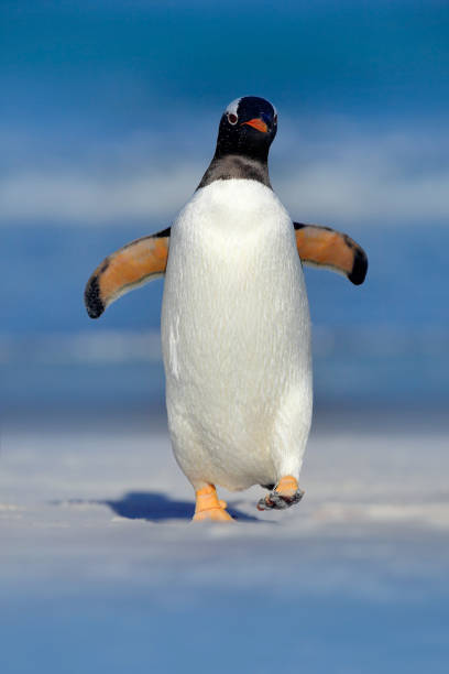 pájaro en el agua, playa de arena blanca. gentoo pinguino salta fuera del agua azul mientras nada a través del océano en la isla de las malvinas, aves en el hábitat natural del mar.  escena de vida silvestre en la naturaleza. - falkland island fotografías e imágenes de stock