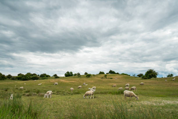 istock Sheep grazing on a beautiful hilly grass landscape on a cloudy day 1251474202