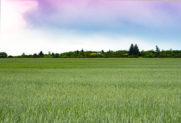 Green grass field with blue sky and white clouds.