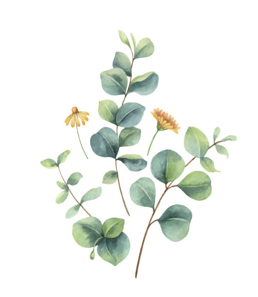 istock Watercolor vector hand painted arrangement with green eucalyptus leaves and flowers. Illustration for cards, wedding invitation, posters, save the date or greeting design isolated on white background. 1251476349