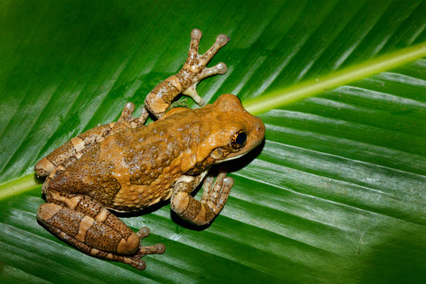 Morelet's Tree Frog, Agalychnis moreletii, in the nature habitat, night image. Frog with big green leave, back light. Animal in tropic forest, Belize. Dark frog in rain jungle. Art view of nature. rana árbol de morelet, agalychnis moreletii, en el hábitat de la naturaleza, imagen nocturna. rana con gran permiso verde, luz trasera. animal en bosque trópico, belice. rana oscura en la selva de lluvia. vista artística de la naturaleza.