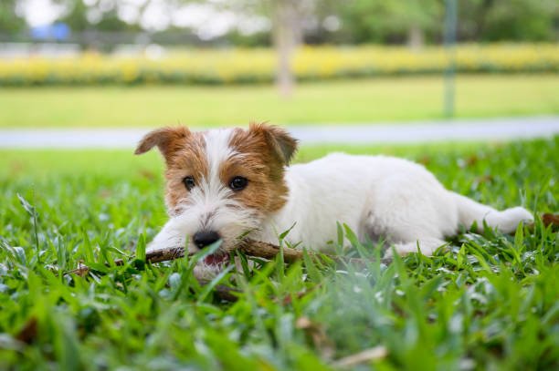 istock Jack Russell Terrier lying on the grass 1251476490