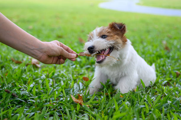 istock Jack Russell Terrier playing with the owner 1251476505