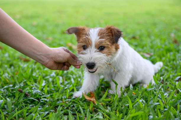 istock Jack Russell Terrier playing with the owner 1251476509