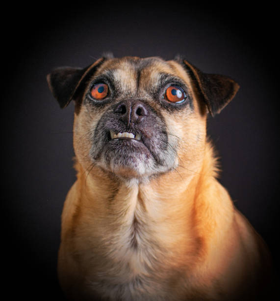 Black And Brown Pug Pictures | Download Free Images on Unsplash