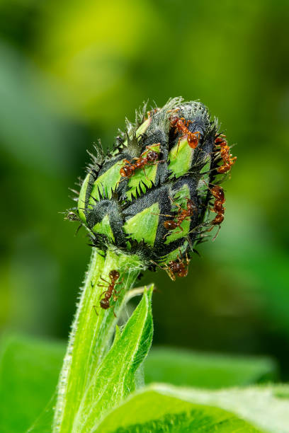 istock Cornflower Bud On A Background Of Green Grass. Ants Sit On The Bud. 1251477895