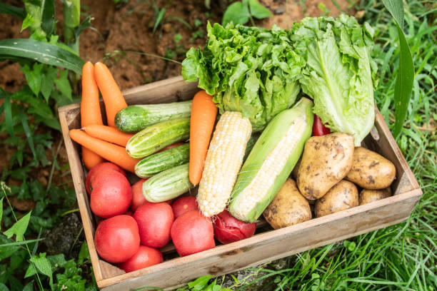 istock Group of fresh organic vegetable in a wood box 1251478067