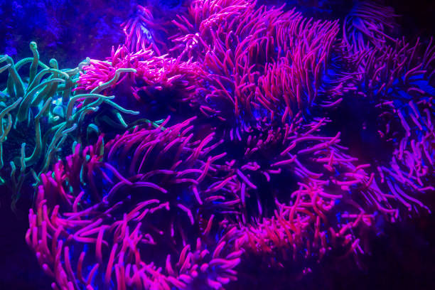 istock shining sea anemones 1251479532