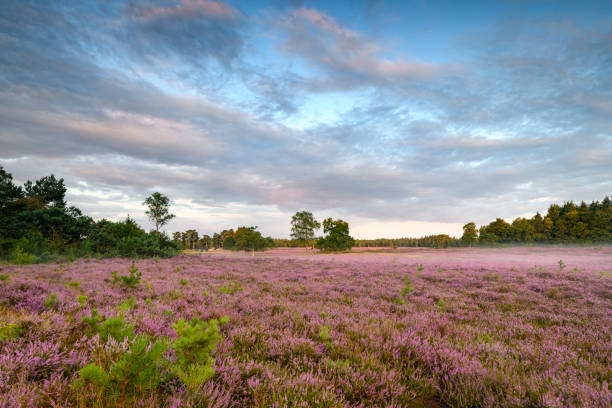 istock Blooming Heather plants in Heathland landscape during sunrise in summer 1251483023