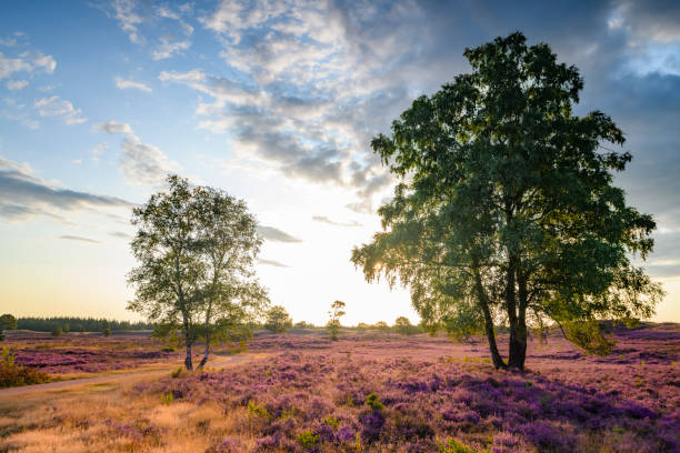 istock Blooming Heather plants in Heathland landscape during sunrise in summer 1251483092