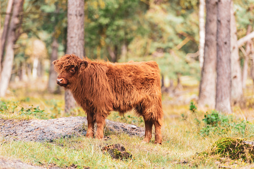 Scottish Highland cattle calf standing between the trees in the Veluwe nature reserve in Gelderland during a beautiful summer day.