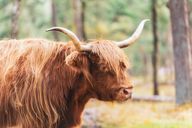 istock Scottish Highland cattle in a nature reserve 1251483599