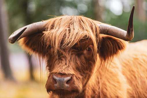 Scottish Highland cattle headshot portrait in the Veluwe nature reserve in Gelderland during a beautiful summer day.