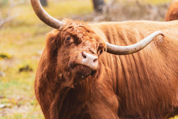 istock Scottish Highland cattle scratching with its horns in a nature reserve 1251483653