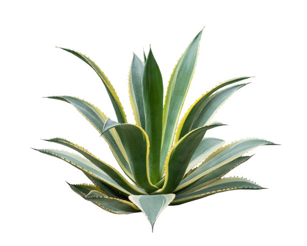 istock Agave plant isolated on white background with clipping path. Tropical plant with sharp thorns. 1251486291