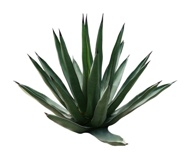 istock Agave plant isolated on white background with clipping path. Tropical plant with sharp thorns. 1251486292
